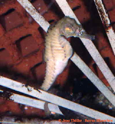 Hippocampus fuscus Männchen Hippocampus fuscus Männchen
