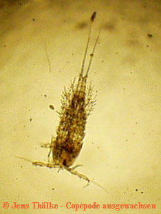 Copepode ausgewachsen 