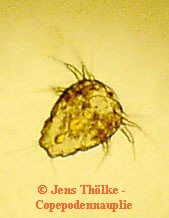 Copepodennauplie