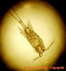 Copepode